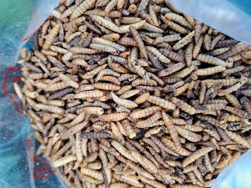 meelwormen gedroogd, Dieren en Toebehoren, Dierenvoeding, Ophalen