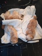 Lief baasje gezocht!, Dieren en Toebehoren, Honden | Chihuahua's en Gezelschapshonden, Overige rassen, CDV (hondenziekte), 1 tot 2 jaar