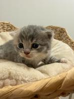 Kruising Brits Korthaar kittens zoeken een gouden mand!, Dieren en Toebehoren, Ontwormd