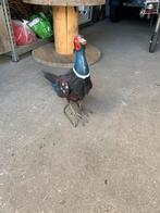 Ijzeren  fazant, Ophalen of Verzenden