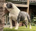 Old English  bulldog teef 2 jr 500€ lieve kleine rustige, Nederland, 15 weken tot 1 jaar, Reu, Eén hond