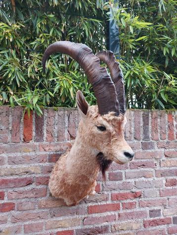 Opgezette kop steenbok taxidermy opgezet jacht schedel gewei beschikbaar voor biedingen