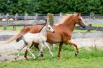 Zeer knap hengstveulen te koop, Dressuurpony, Niet van toepassing, 0 tot 2 jaar, Hengst