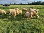 Fries Melkschaap  ooilammeren, Dieren en Toebehoren, Vrouwelijk, Schaap, 0 tot 2 jaar