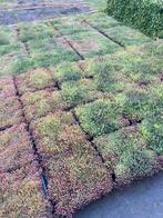 Sedum cassettes voor groendak zelf maken, Ophalen of Verzenden, Zomer, Volle zon