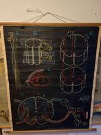 Vintage biologie schoolplaat zenuwstelsel, Antiek en Kunst, Antiek | Schoolplaten, Ophalen, Natuur en Biologie
