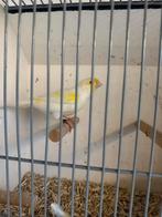 Kanaries mozaïek 2025, Meerdere dieren, Kleurkanarie