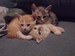 Kittens te koop, Dieren en Toebehoren, Katten en Kittens | Overige Katten, Meerdere dieren, Kortharig, 0 tot 2 jaar