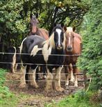 Hulp/bijrijder gezocht voor onze super lieve paarden!
