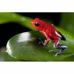 Gezocht Pumilio Blue Jeans man, Dieren en Toebehoren, Reptielen en Amfibieën, Amfibie, 0 tot 2 jaar