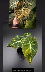 Alocasia Black Velvet Gold Variegata, Huis en Inrichting, Kamerplanten, Ophalen of Verzenden, Halfschaduw, Minder dan 100 cm