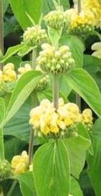 Zaden Phlomis Russeliana, Ophalen of Verzenden, Zaad