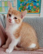 Kittens, Dieren en Toebehoren, Katten en Kittens | Overige Katten, Meerdere dieren