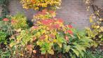 HORTENSIA'S, Tuin en Terras, Ophalen of Verzenden, Overige soorten, Halfschaduw