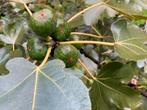Jonge vijgenboompjes en vijgenstruiken, Tuin en Terras, Planten | Fruitbomen, Ophalen, Minder dan 100 cm, Volle zon, Vijgenboom