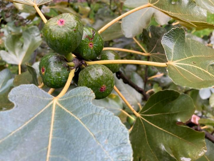 Jonge vijgenboompjes en vijgenstruiken, Tuin en Terras, Planten | Fruitbomen, Vijgenboom, Minder dan 100 cm, Volle zon, Ophalen