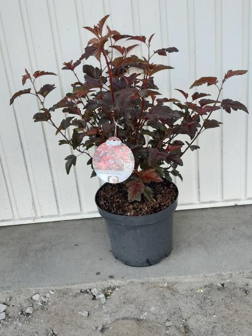 physocarpus lady in red, Tuin en Terras, Planten | Tuinplanten, Vaste plant, Overige soorten, Zomer, Ophalen