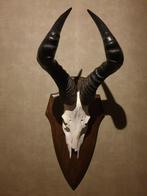 Hartenbeest schedel. Hoorns mancave Afrika wild, Verzamelen, Dierenverzamelingen, Ophalen of Verzenden, Gebruikt, Wild dier, Schedel