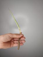 Philodendron squamiferum kopstek, Huis en Inrichting, Kamerplanten, Ophalen of Verzenden, Halfschaduw, Minder dan 100 cm