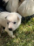 Nestje pups kruising witte herder x ridgeback, Dieren en Toebehoren, Honden | Niet-rashonden, Meerdere, Meerdere dieren, Nederland