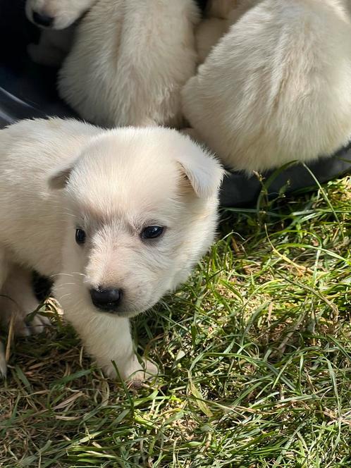 Nestje pups kruising witte herder x ridgeback, Dieren en Toebehoren, Honden | Niet-rashonden, Meerdere dieren, Particulier, Meerdere