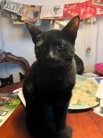 4 siamese kittens 5 maanden oud, Dieren en Toebehoren, Katten en Kittens | Raskatten | Korthaar, Kater