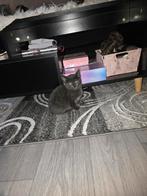 Kittens, Dieren en Toebehoren, Meerdere dieren