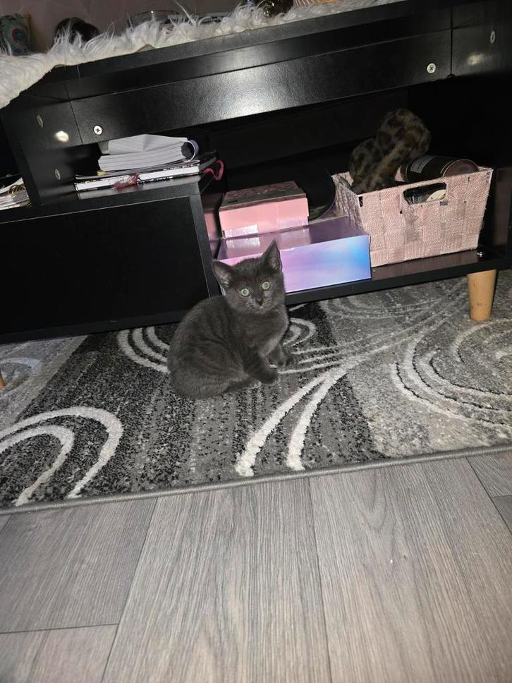 Kittens, Dieren en Toebehoren, Katten en Kittens | Overige Katten, Meerdere dieren