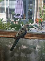 Rosella, Dieren en Toebehoren, Mannelijk, Parkiet