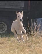 3 rode (rodblakk) Fjord veulens 2 merries 1 hengst van Vazal, Dieren en Toebehoren, Pony's, Meerdere dieren, Recreatiepony, Gechipt