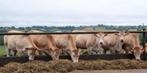 Gevraagd: NEDERLANDSE : zoogkalveren /pinken, Dieren en Toebehoren, Runderen, Meerdere dieren