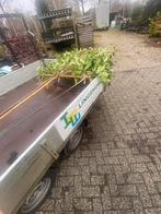 Lei bomen groen blijvende voor snel privacy ook lei linden, Ophalen of Verzenden, In pot, Volle zon, Leiboom