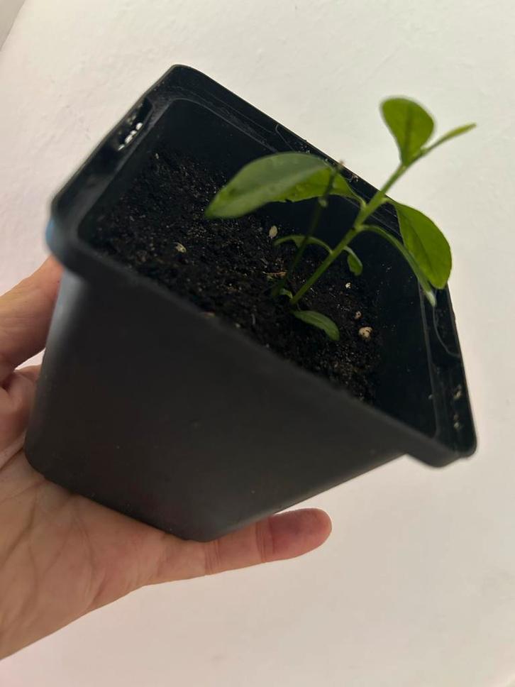 Citroen & Bloedsinaasappel, Huis en Inrichting, Kamerplanten, Fruitplant, Minder dan 100 cm, Bloeiende kamerplant, Halfschaduw