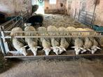 Gekeurde swifter ramlammeren, Dieren en Toebehoren, Schapen, Geiten en Varkens, Mannelijk, Schaap
