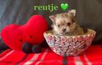 🩷💚🩵 schattige malchi chihuahua pomeriaan boomer pups 🐶, Overige rassen, CDV (hondenziekte), 8 tot 15 weken, Meerdere