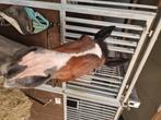 Pensionstalling rond Assen <30 autominuten gezocht, Stalling, 1 paard of pony