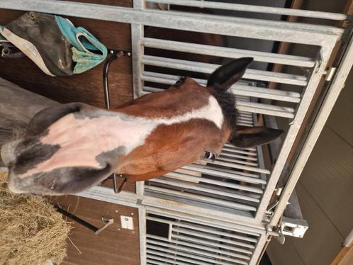 Pensionstalling rond Assen <30 autominuten gezocht, Dieren en Toebehoren, Stalling en Weidegang, Stalling, 1 paard of pony