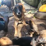 Mechelse herder pups geboren 21 augustus, Dieren en Toebehoren, Rabiës (hondsdolheid), 8 tot 15 weken, Meerdere, Meerdere dieren