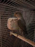 Agapornis, Vrouwelijk, Dwergpapegaai of Agapornis