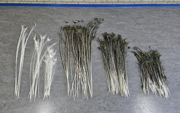 Pauwveren - Lengtes van circa 70 - 130 cm beschikbaar voor biedingen
