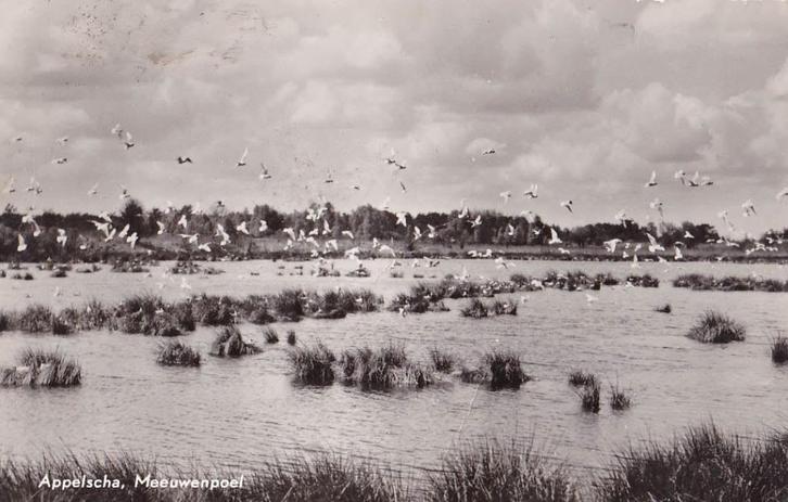 Appelscha, Meeuwenpoel, Verzamelen, Ansichtkaarten | Nederland, Gelopen, Friesland, Ophalen of Verzenden