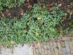 Maagdenpalm bodembedekker bloeit paars, Tuin en Terras, Ophalen, Overige soorten, Minder dan 100 cm
