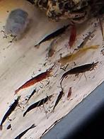 Neocaridina mix garnaaltjes, Kreeft, Krab of Garnaal