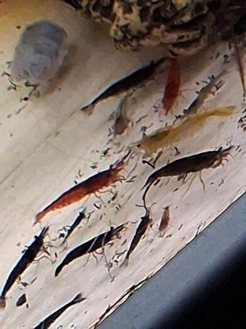 Neocaridina mix garnaaltjes  beschikbaar voor biedingen