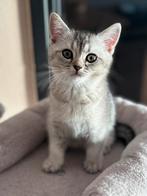 Silver Shaded Brits Korthaar kittens LAATSTE POES!, Dieren en Toebehoren, Katten en Kittens | Raskatten | Korthaar, Meerdere dieren