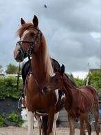 Paint horse merrie + merrie veulen, Merrie, D pony (1.37m tot 1.48m), Recreatiepony, 7 tot 10 jaar