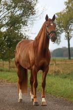 Mooie robuuste 3 jarige dressuurmerrie, Dieren en Toebehoren, Paarden, Merrie, Gechipt, Dressuurpaard, Zadelmak