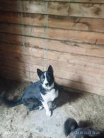Reu ter adoptie, geen handel/  asielhondje in pleeggezin, Particulier, Rabiës (hondsdolheid), 1 tot 2 jaar, Buitenland
