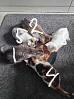 4 lieve kittens, Dieren en Toebehoren, Poes