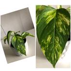 Epipremnum Aureum Pothos ‘Golden Hi Color ‘ variegata., Huis en Inrichting, Kamerplanten, Overige soorten, Minder dan 100 cm, Ophalen of Verzenden